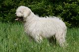 KOMONDOR 054